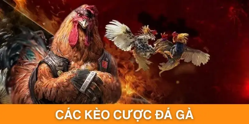 Các Kèo Cược Đá Gà Siêu Kịch Tính Và Thịnh Hành Top Đầu