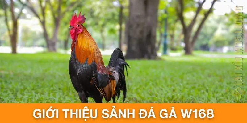 Giới thiệu những thông tin liên quan đến sảnh đá gà W168