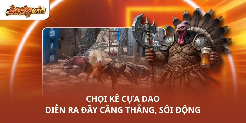 Chọi kê cựa dao diễn ra đầy căng thẳng, sôi động